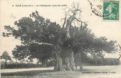 / CPA FRANCE 44 "Sucé, le châtaignier creux de Jaille " / ARBRES NOMME