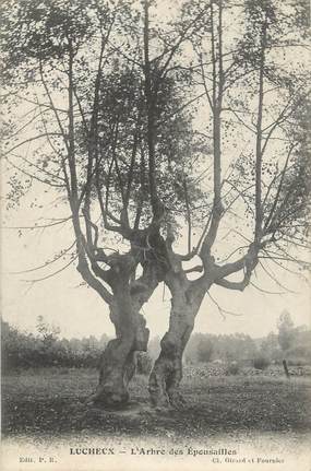 / CPA FRANCE 80 "Lucheux, l'arbre des épousailles" / ARBRES NOMME