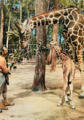 / CPSM FRANCE 72 "La Flèche, parc Zoologique du tertre rouge"