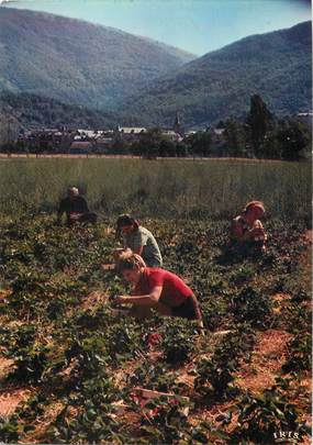 / CPSM FRANCE 12 "Saint Geniez d'Olt, la récolte des fraises"