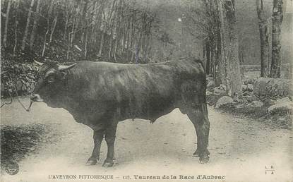 / CPA FRANCE 12 "Taureau de la Race d'Aubrac, l'Aveyron Pittoresque"