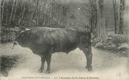 12 Aveyron / CPA FRANCE 12 "Taureau de la Race d'Aubrac, l'Aveyron Pittoresque"