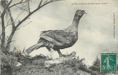 / CPA FRANCE 39 "Le coq de Bruyère de Montagnes du Jura"