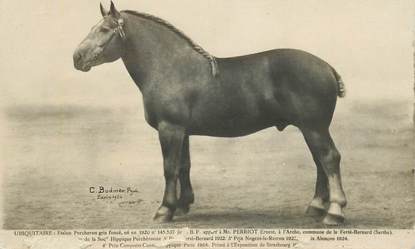  CPA CHEVAL 