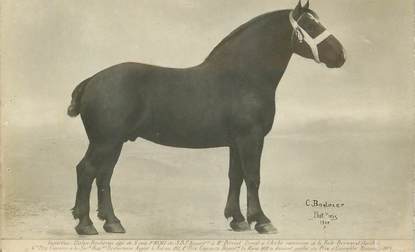  CPA CHEVAL / Etalon percheron