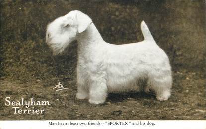  CPA CHIEN / Sealyham Terrier