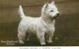  CPA CHIEN / West Highland Terrier