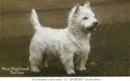Animaux  CPA CHIEN / West Highland Terrier