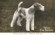  CPA CHIEN / Wire Fox Terrier