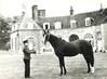 / CPSM FRANCE 61 "Haras du Pin, Hermès D, étalon trotteur" / CHEVAL