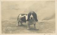 Animaux CPA   CHIEN "basset"