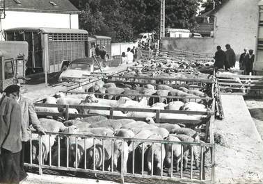 / CPSM FRANCE 18 "Sancoins, marché aux moutons"