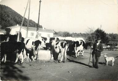 / CPSM FRANCE 31 "Aurignac, vaches à l'abreuvoir"